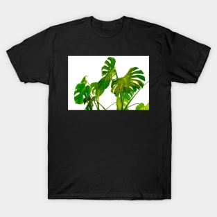 Monstera  green leaves and stems in casual fashion selective soft on white pot isolated on white background. T-Shirt